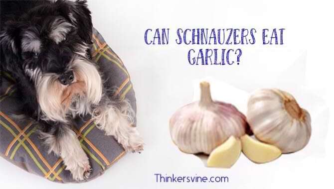 Can Schnauzers Eat Garlic