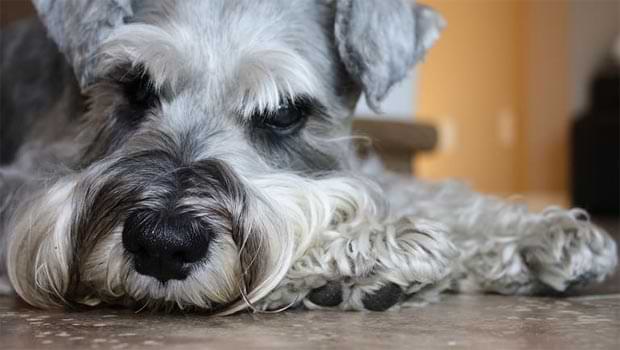 How Does Chocolate Affect Schnauzers