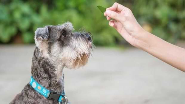 Which Food Are Bad For Schnauzers