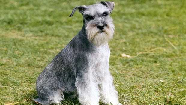 miniature schnauzers