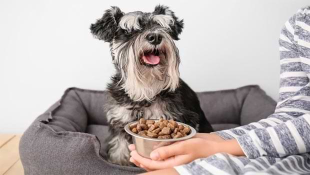 what can schnauzers eat