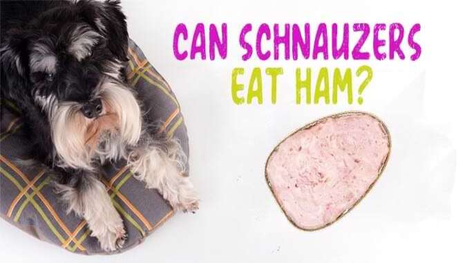 Can Schnauzers Eat Ham