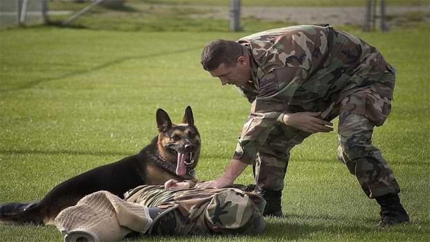 Facts About Military Dogs