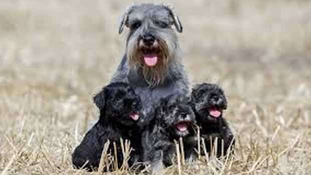 Growth of Schnauzer