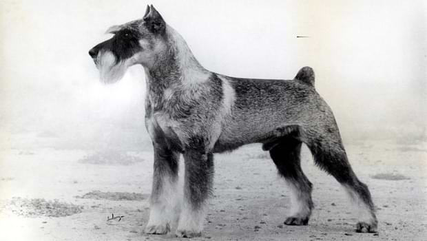 History of Schnauzer