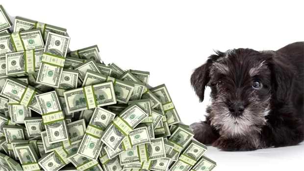 How Much Does A Schnauzer Cost