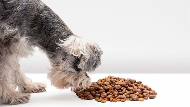 How Much To Feed A Schnauzer