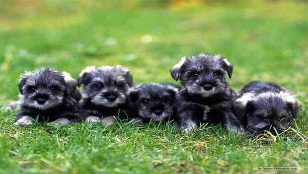 Schnauzer Breed Group