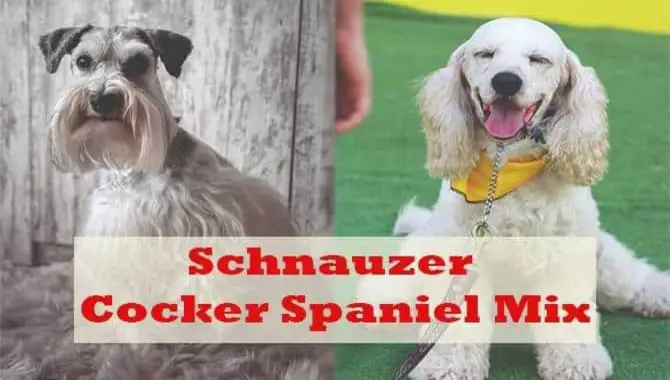 Your Guide To The Schnauzer Cocker Spaniel Mix