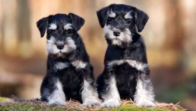 8 Tips For Raising A White Schnauzer puppy