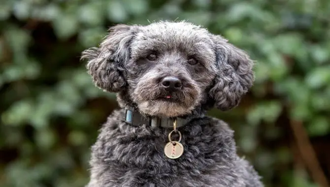 How To Maintain Schnauzer Poodle Mix