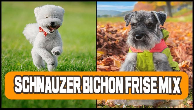 Schnauzer Bichon Frise Mix