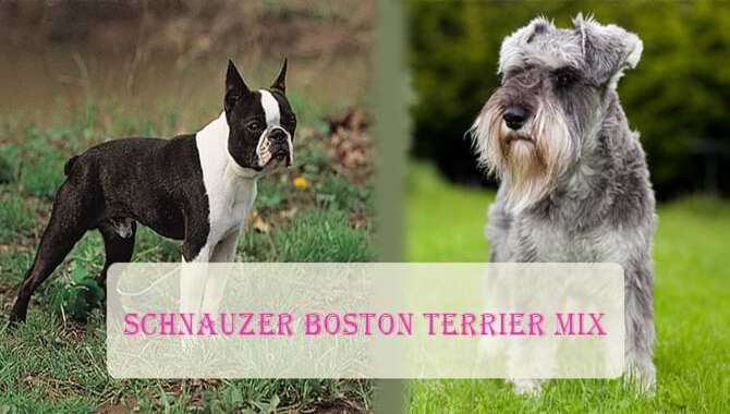 Schnauzer Boston Terrier MiX