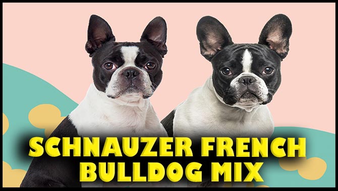 Schnauzer French Bulldog Mix