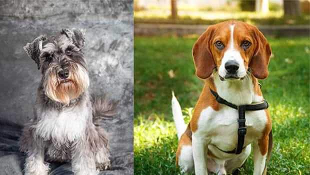 Things To Know When Owning A Schnauzer Beagle Mix