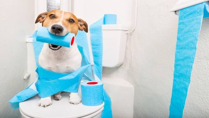 11 Surprising Reasons To Dogs Follow You To The Bathroom