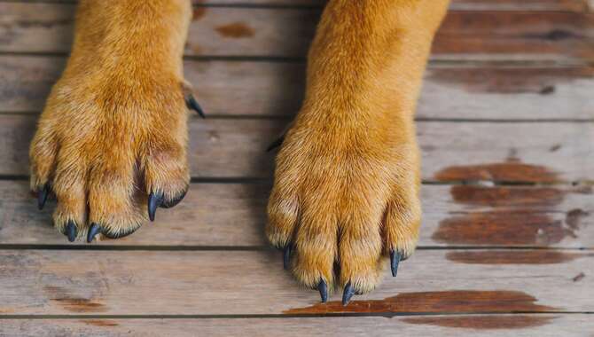 5 Awesome Things You Didn't Know About Dogs' Paws 