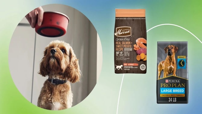 5 Best Dog Food Is Similar To Royal Canin