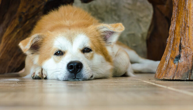 6 Common Causes And Solutions Why Does My Dog Keep Tripping