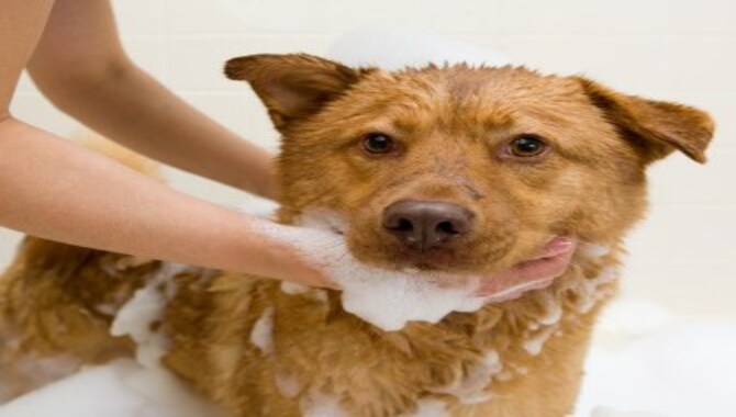 A Dog Cleaning Its Face