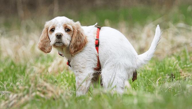 About Diarrhea In Dogs