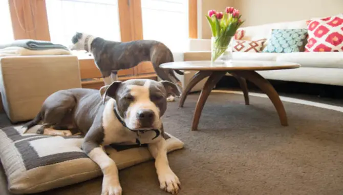 Additional Tips On Preventing Dogs From Sitting Under Chairs
