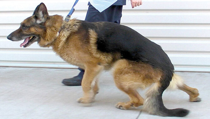 Degenerative Myelopathy