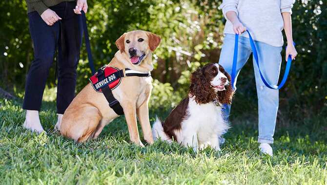 Dogs Are Supportive