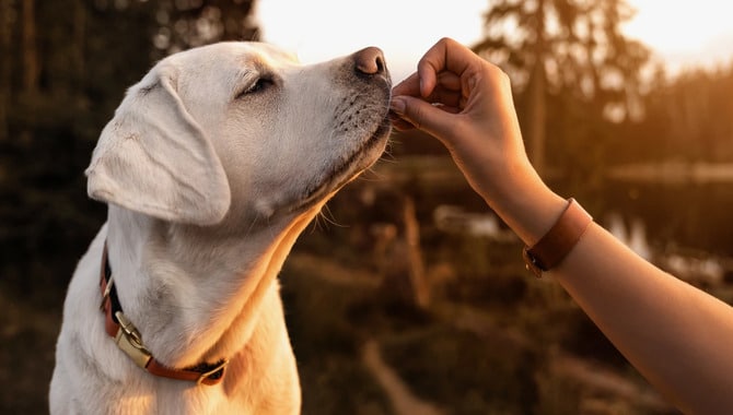 Dogs Look For A Treat