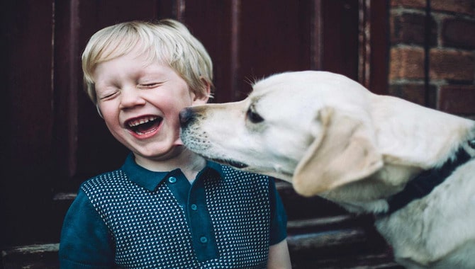 Dogs Love Being With Their Owners