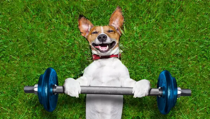 Exercise Your Pup 
