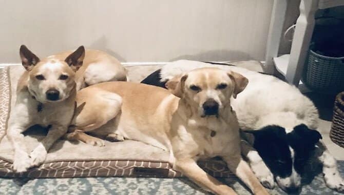 Gender Combination For 3 Dogs - What Is The Best For Each?