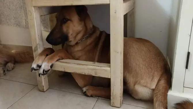 How Can I Stop My Dog From Sitting Under The Chair