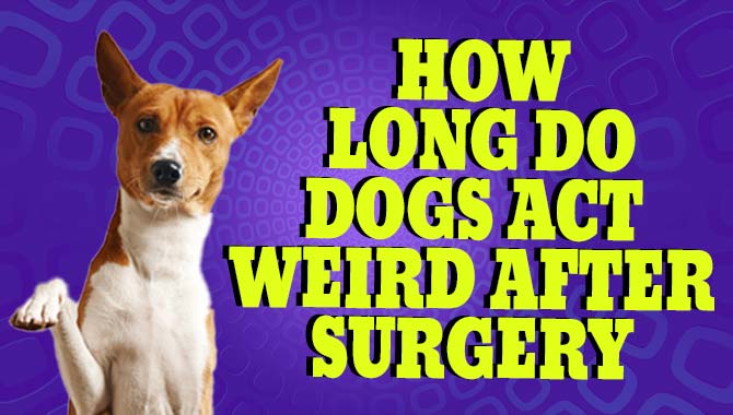 How Long Do Dogs Act Weird After Surgery