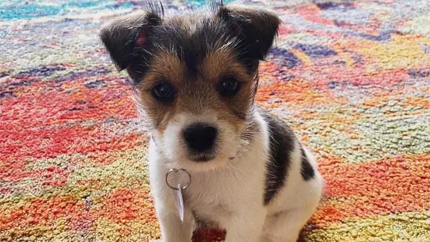 How Much Does A Schnauzer Shih Tzu Mix Shed