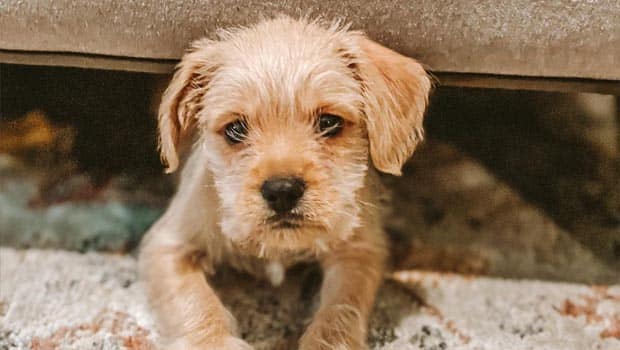 How Much Exercise Does A Schnauzer Shih Tzu Mix Need