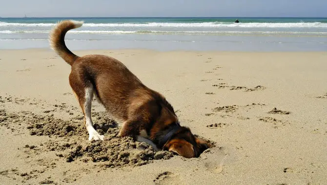 How To Know Why Your Dog Is Burying Their Head