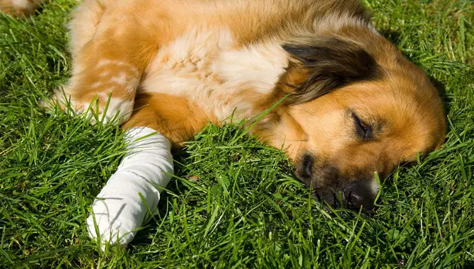 How To Treat A Dog That Has Fallen And Is Injured