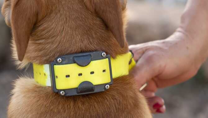 How To Use A Shock Collar Safely