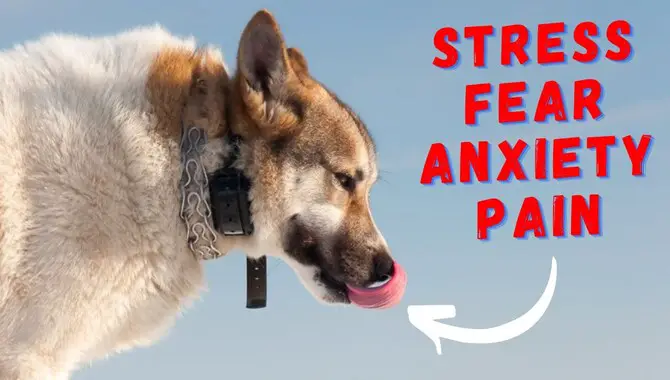 Negative Effects Of Using A Shock Collar On A Dog