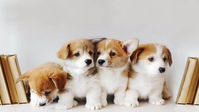 Puppies