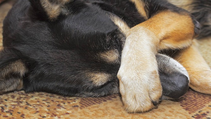 Reasons A Dog Rubs His Face After Eating