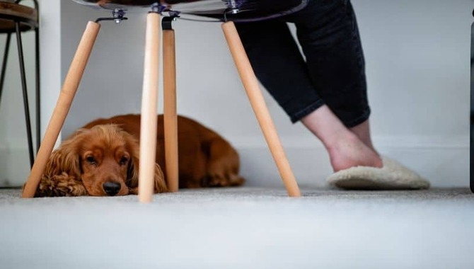 Reasons To My Dog Sit Under My Chair