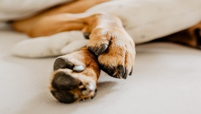 Solutions To The Problem Of Dogs Tucking Their Paws Under