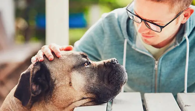 Some Dogs Feel Reassured When They're Close To Their Owner