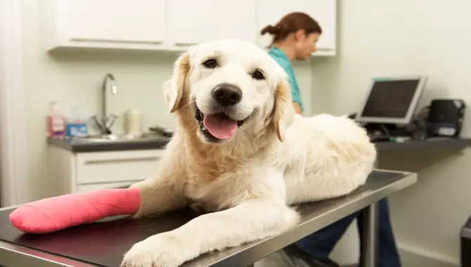 Tips To Help Your Dog Recover Quickly From Surgery