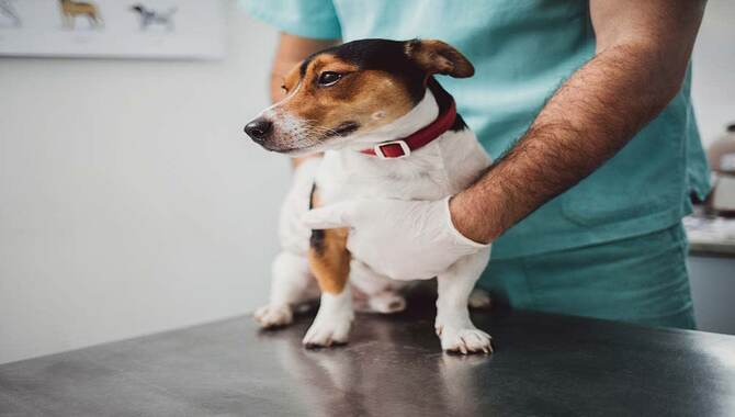 Top 5 Causes Of Dogs Have Diarrhea And How To Treat Them