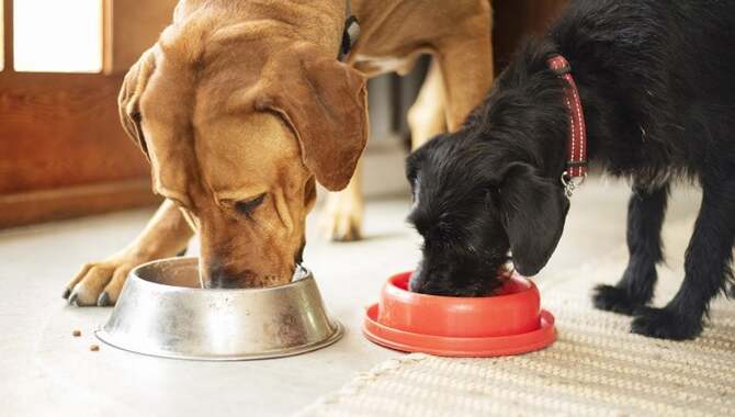 Typical Daily Dry Food Intake For Different-Sized Dogs 