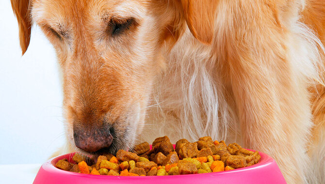 Ways To Minimize The Damage Done By Dogs While They Eat