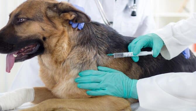 What Are The Side Effects Of Anesthesia In Dogs